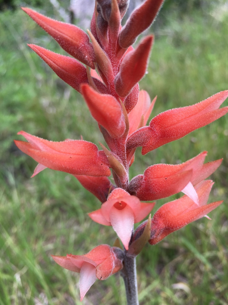 Sacoila lanceolata var. lanceolata