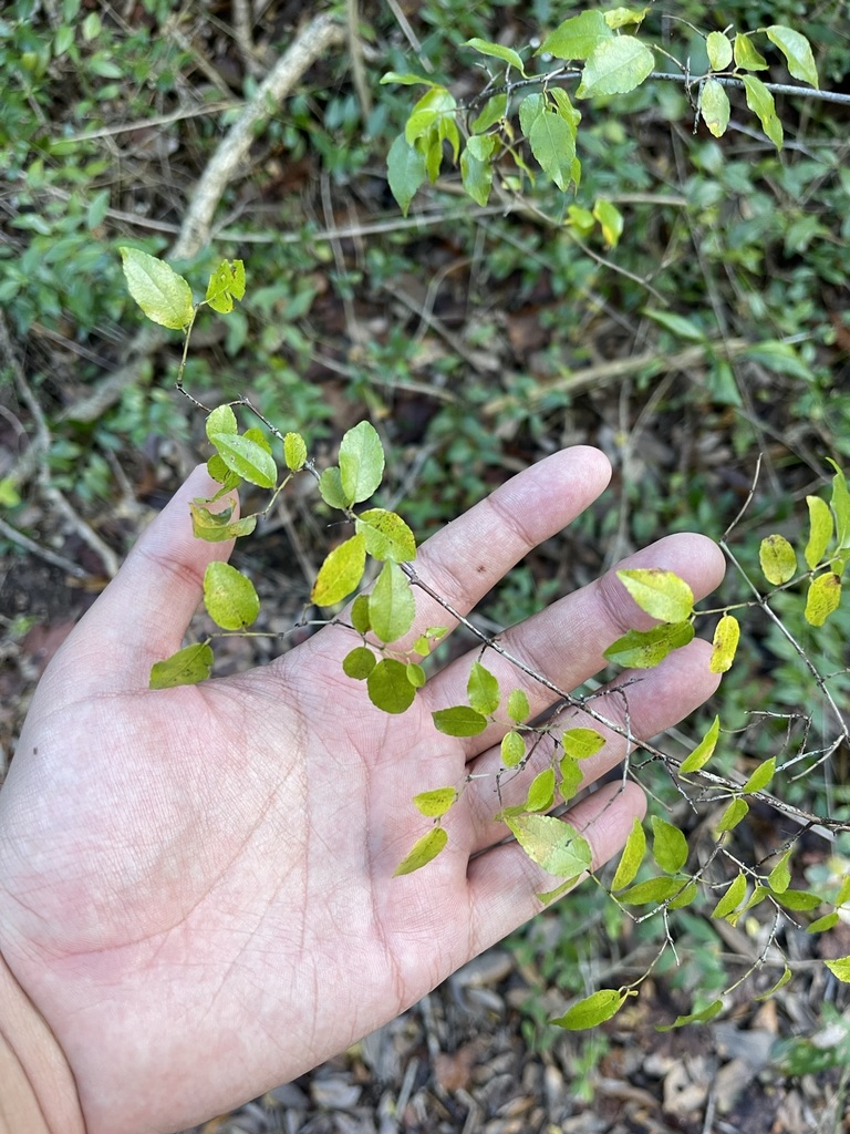 Sageretia minutiflora