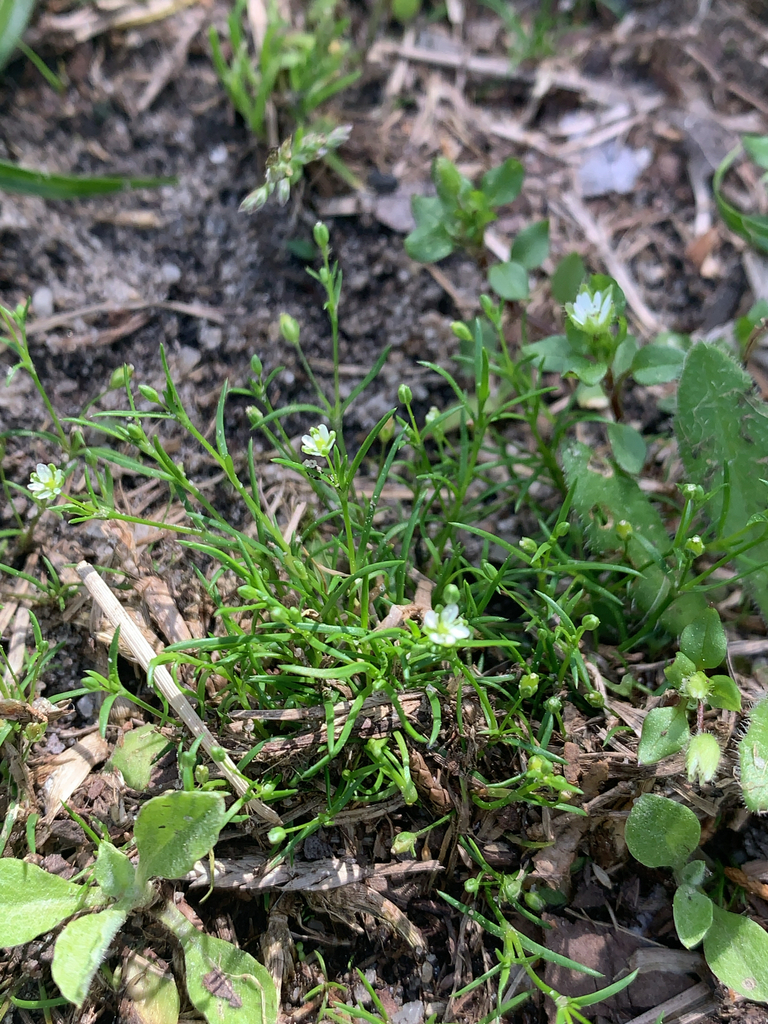 Sagina decumbens