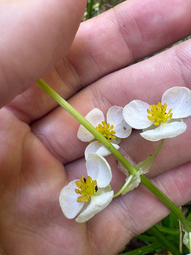 Sagittaria australis