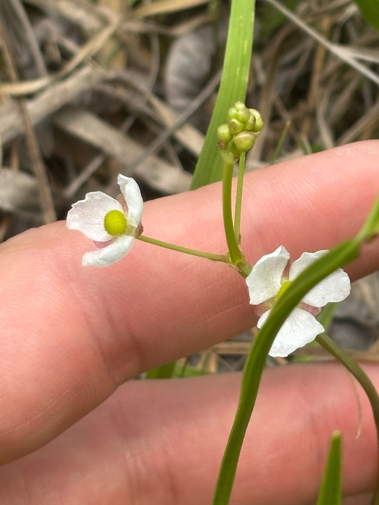 Sagittaria graminea var. graminea
