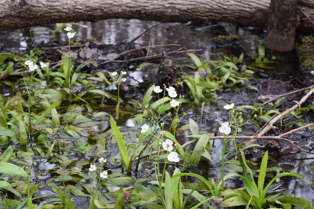 Sagittaria graminea var. weatherbiana