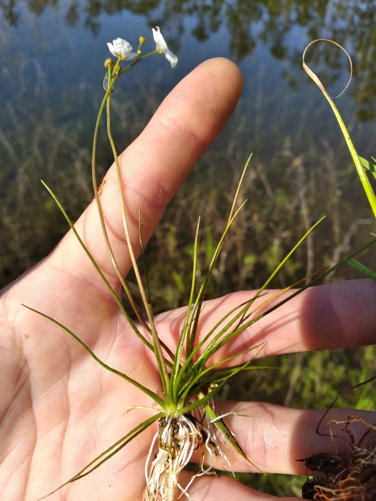 Sagittaria isoetiformis