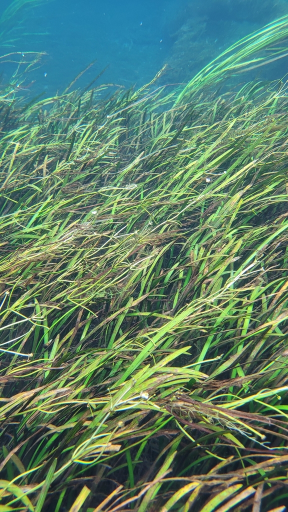 Sagittaria kurziana
