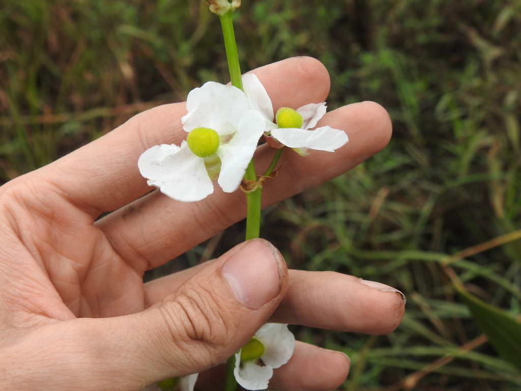 Sagittaria lancifolia subsp. lancifolia