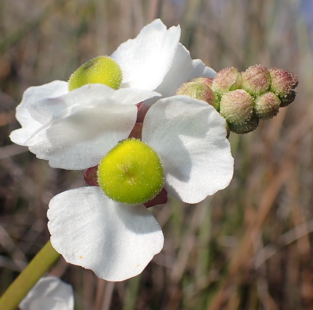 Sagittaria lancifolia subsp. media