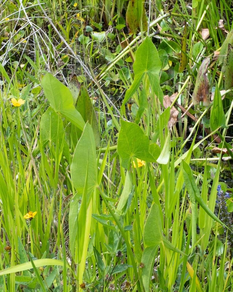 Sagittaria latifolia