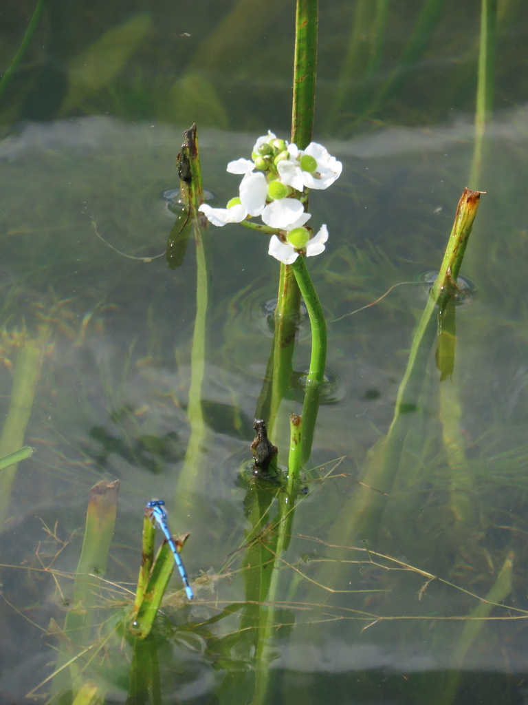 Sagittaria platyphylla