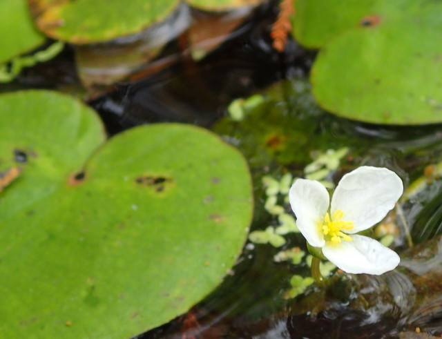 Sagittaria subulata