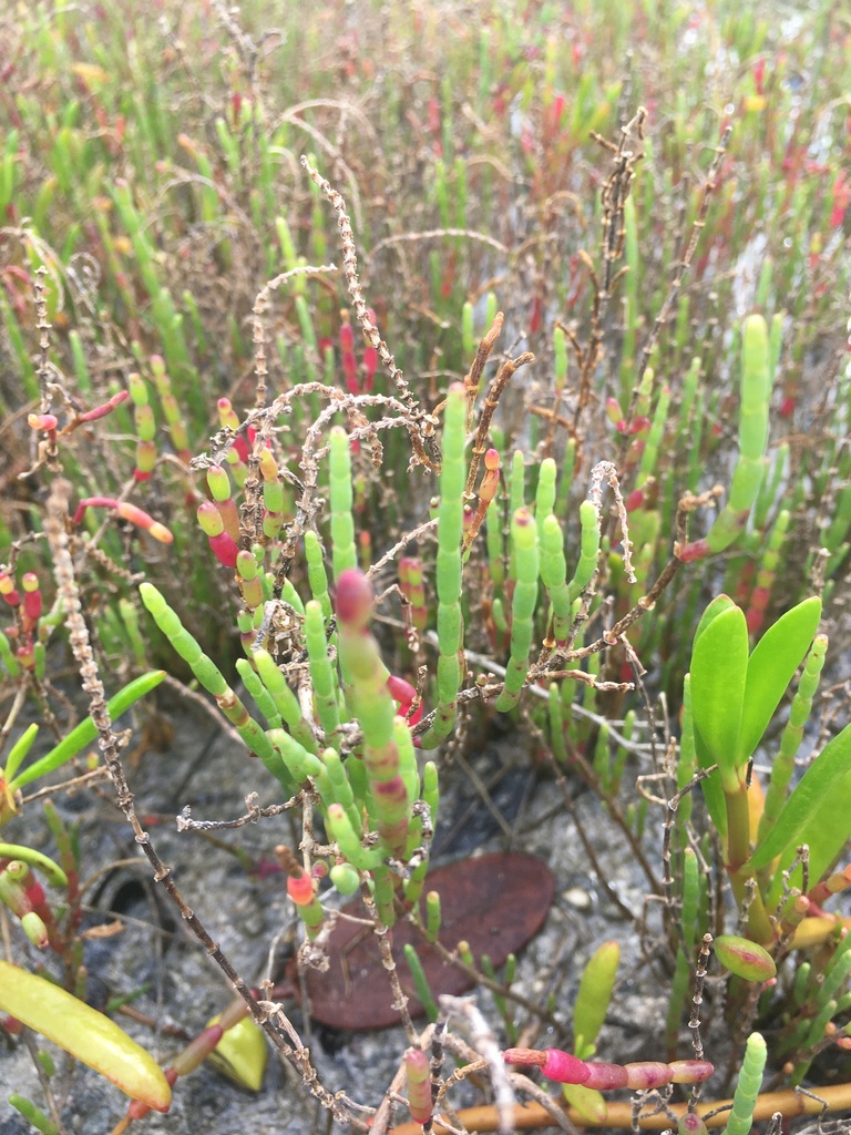 Salicornia ambigua