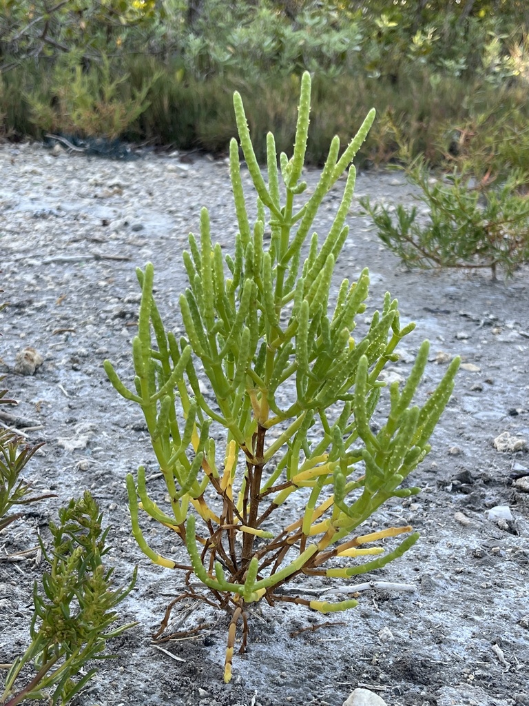 Salicornia bigelovii