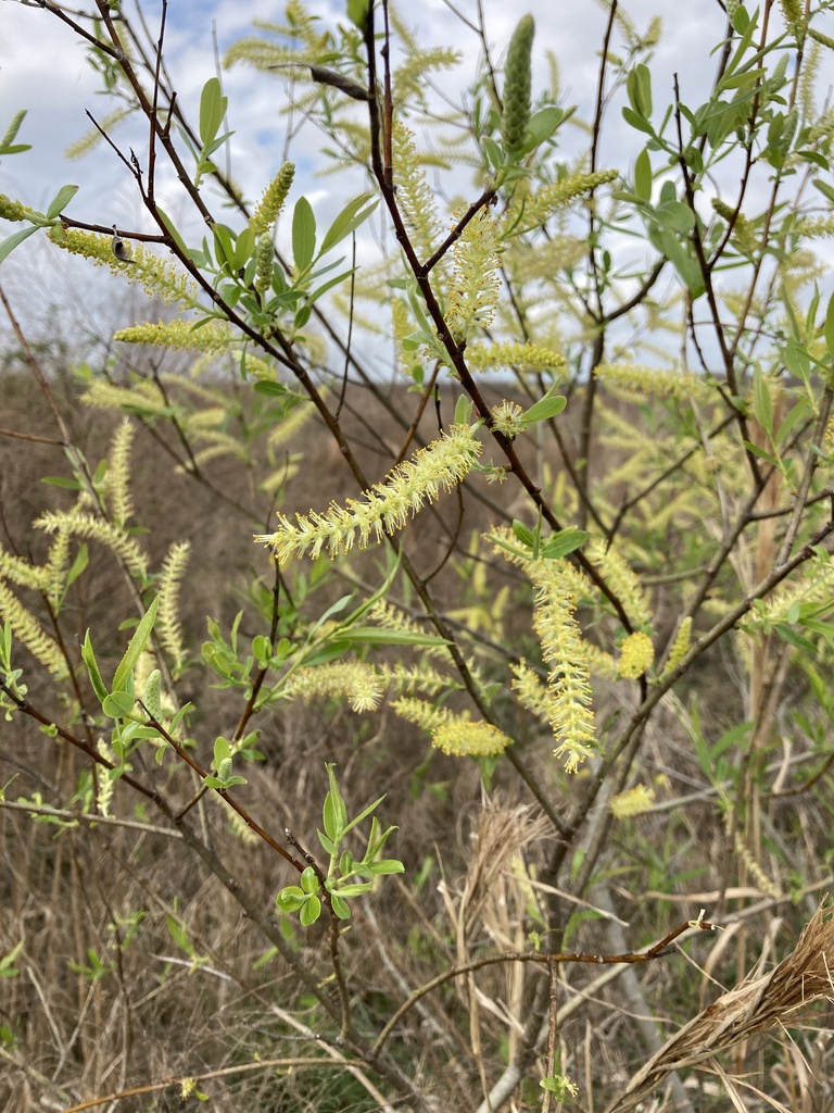 Salix caroliniana