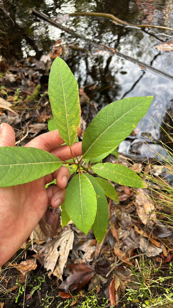 Salix floridana