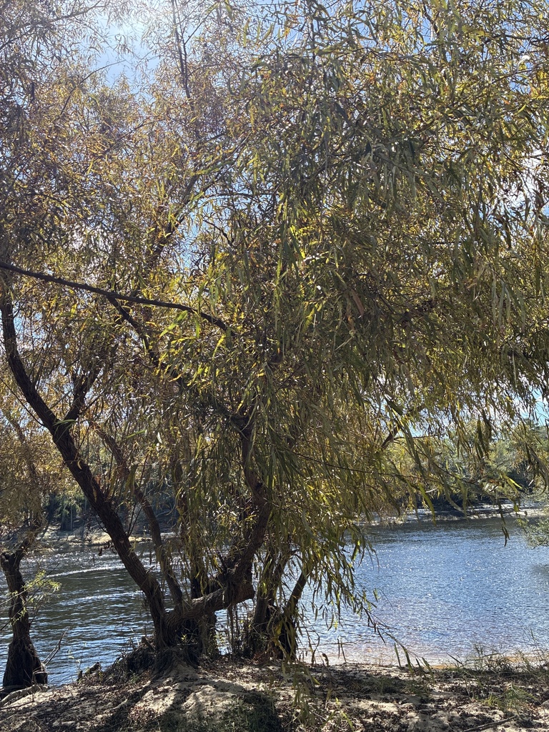 Salix nigra