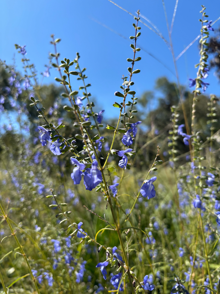 Salvia azurea