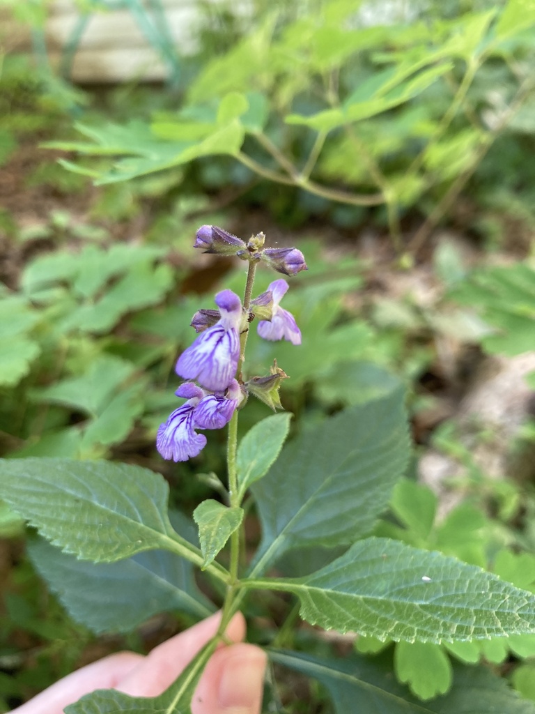 Salvia chapmanii