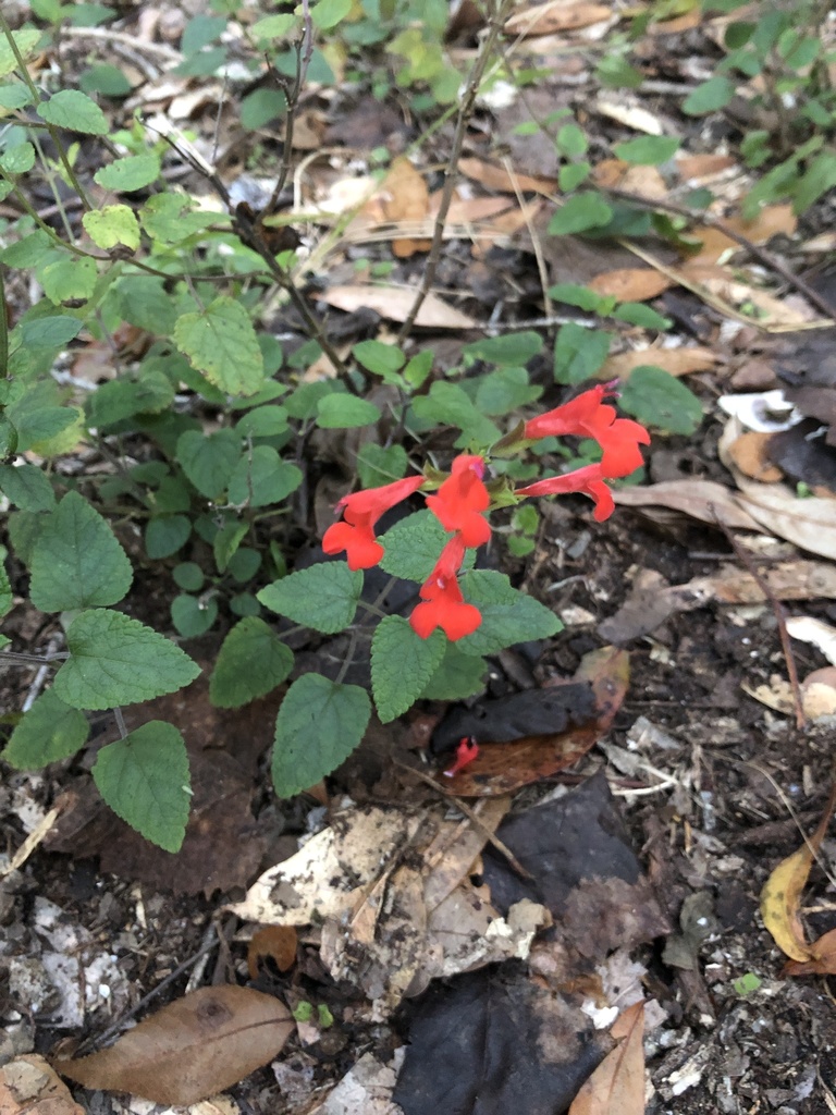 Salvia coccinea