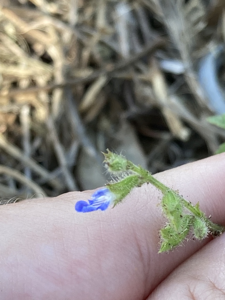 Salvia misella