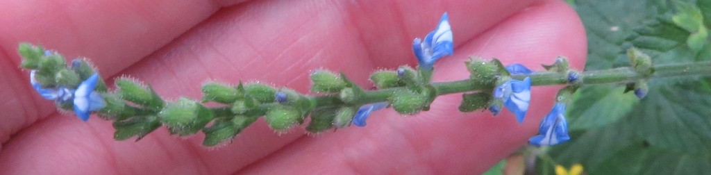 Salvia occidentalis