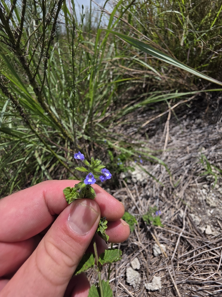 Salvia serotina