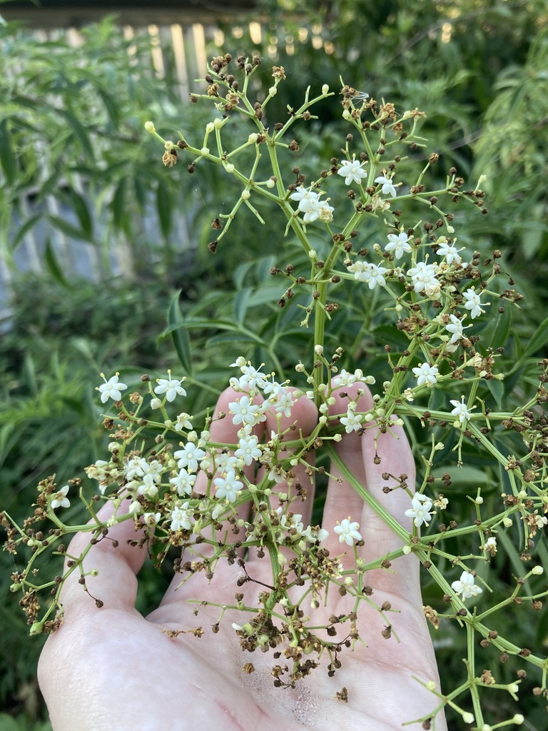 Sambucus nigra subsp. canadensis