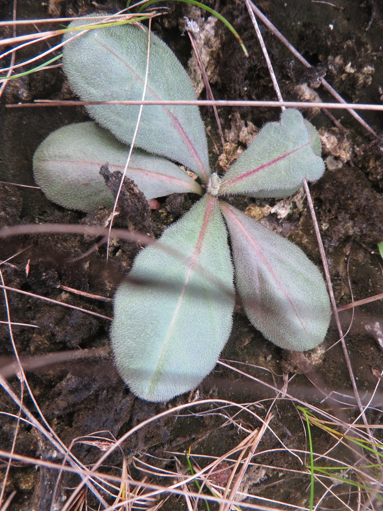 Samolus ebracteatus