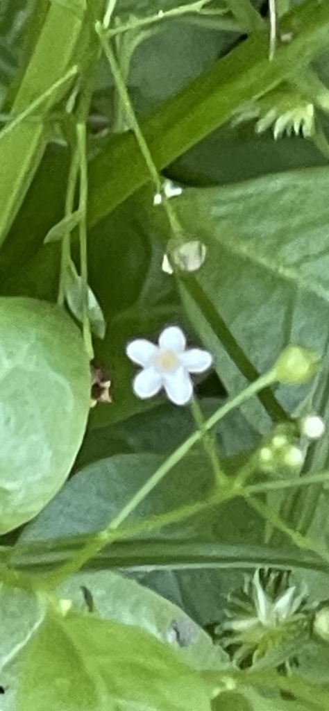 Samolus valerandi subsp. parviflorus