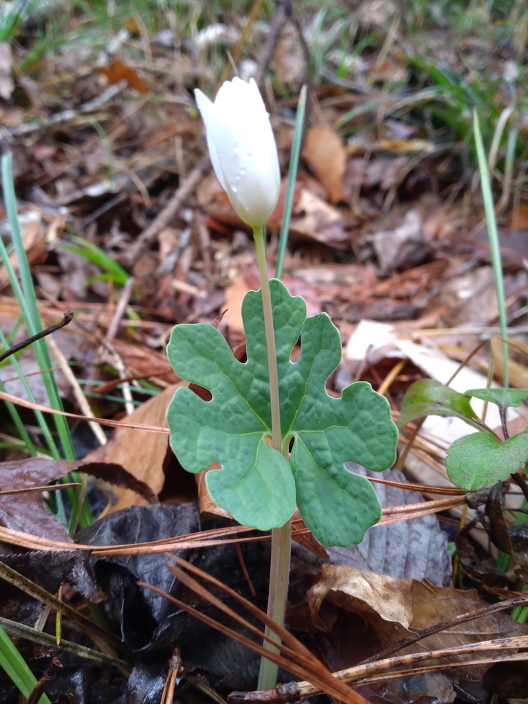 Sanguinaria canadensis