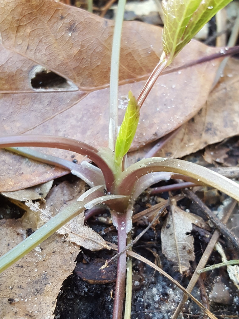Sanicula canadensis