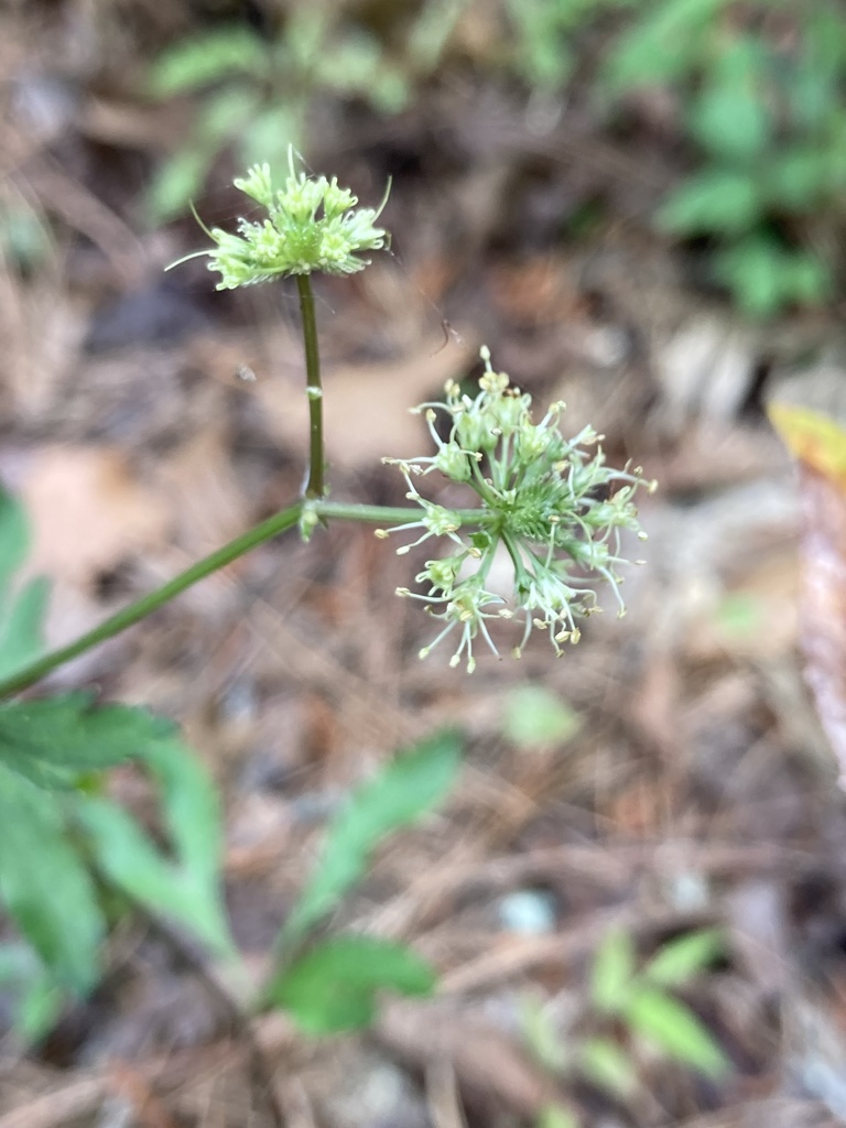 Sanicula marilandica