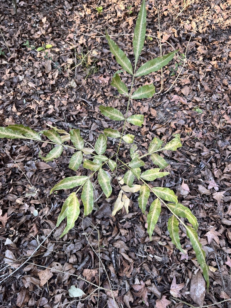 Sapindus marginatus