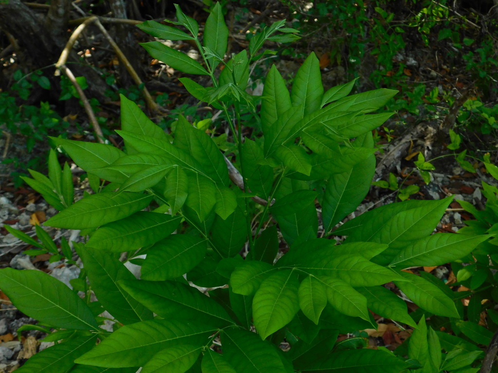 Sapindus saponaria