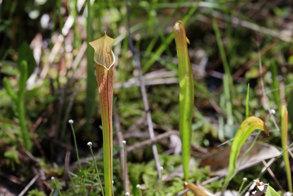 Sarracenia chrysea
