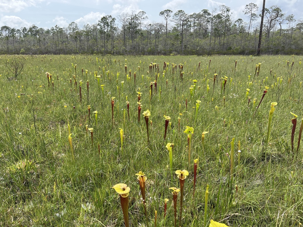 Sarracenia flava