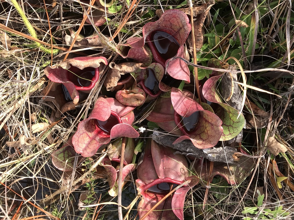 Sarracenia rosea