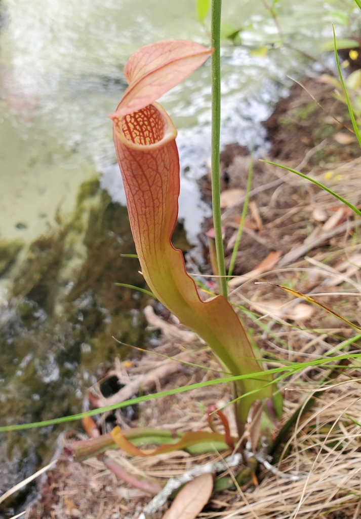 Sarracenia rubra subsp. gulfensis