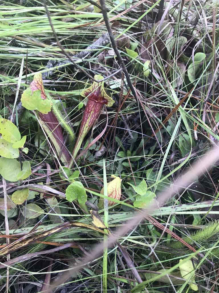 Sarracenia x chelsonii