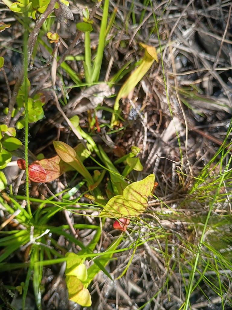 Sarracenia x courtii