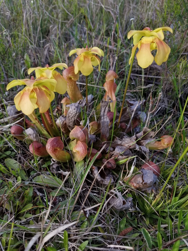 Sarracenia x formosa
