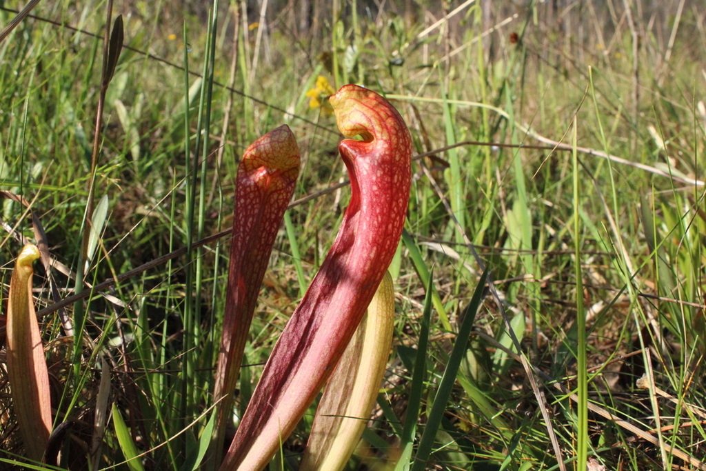 Sarracenia x gilpinii