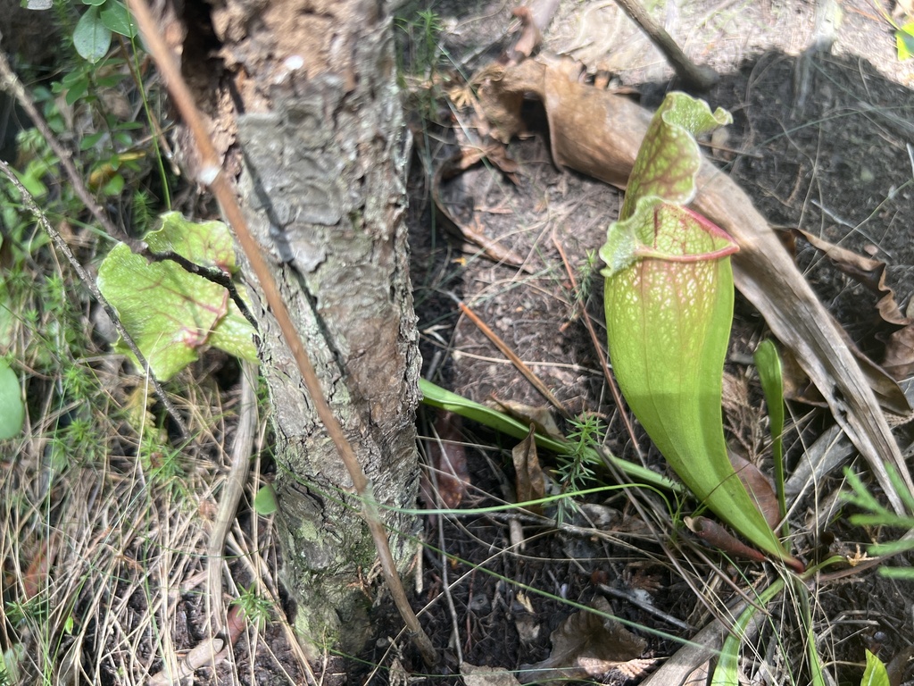 Sarracenia x mitchelliana