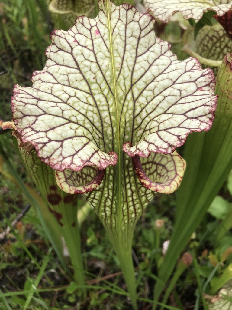 Sarracenia x mooreana