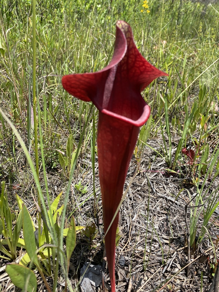 Sarracenia x naczii