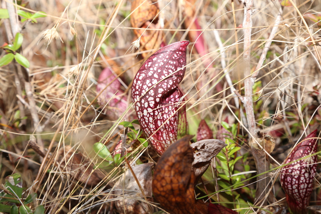 Sarracenia x wrigleyana