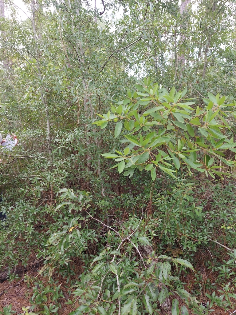 Sassafras albidum