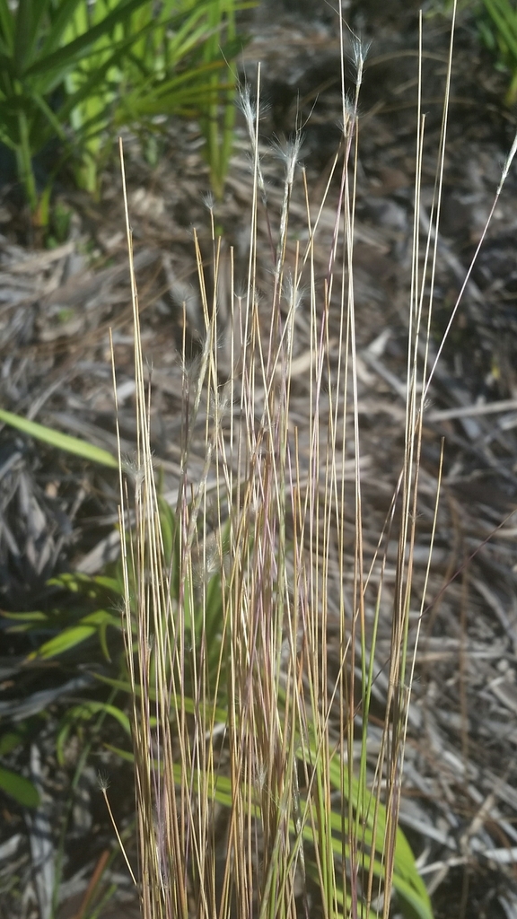 Schizachyrium gracile