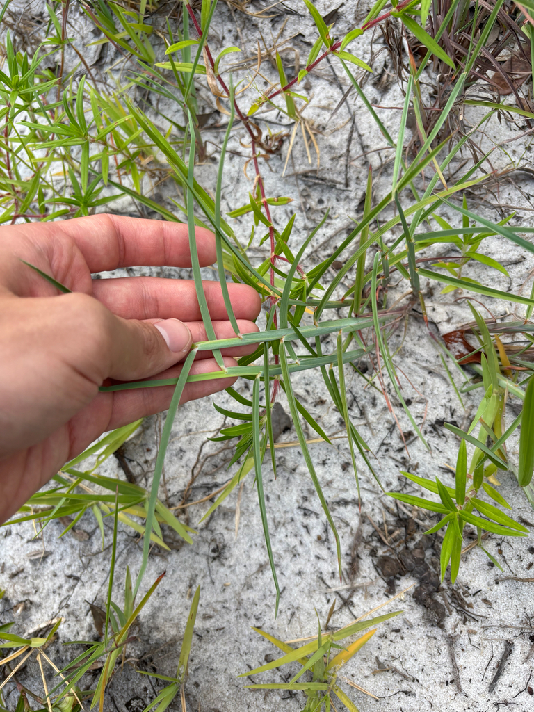 Schizachyrium maritimum