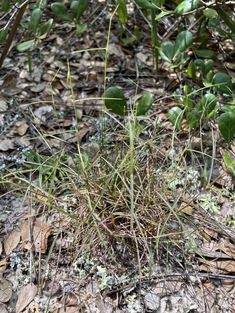 Schizachyrium niveum