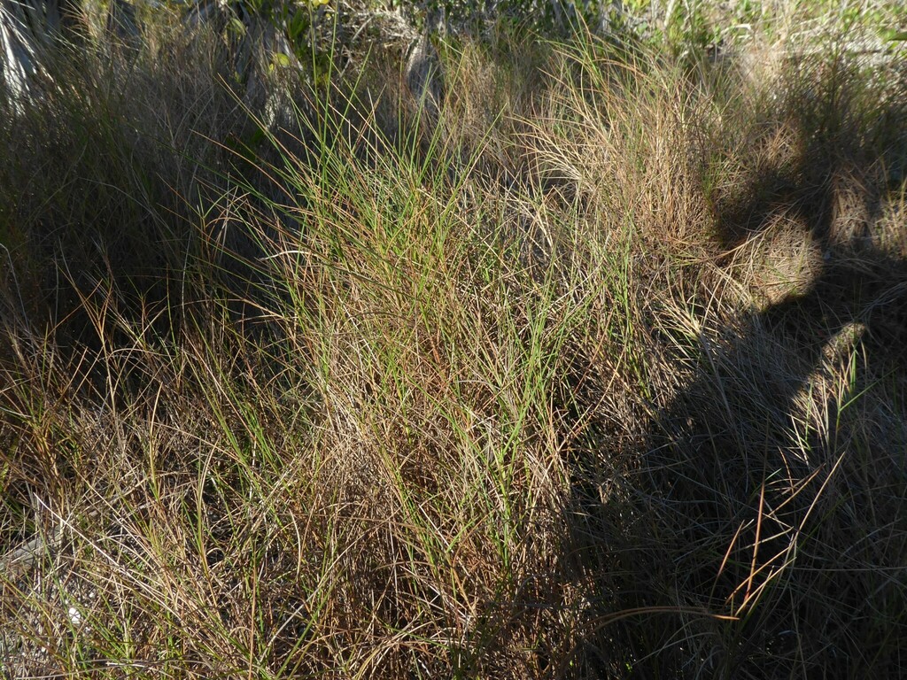 Schizachyrium rhizomatum