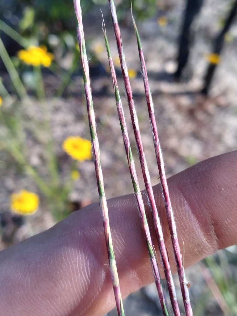 Schizachyrium sanguineum